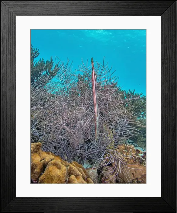 Framed Print : trumpetfishes are three species of highly specialized Framed Print : trumpetfishes are three species of highly specialized