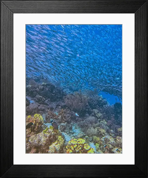 Framed Print : bait ball, or baitball of Jacks off the coast of the island of Bonaire Framed Print : bait ball, or baitball of Jacks off the coast of the island of Bonaire