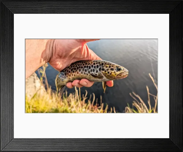 Framed Print : Beautiful fish wild brown trout caught on spinner on river at Galway Framed Print : Beautiful fish wild brown trout caught on spinner on river at Galway