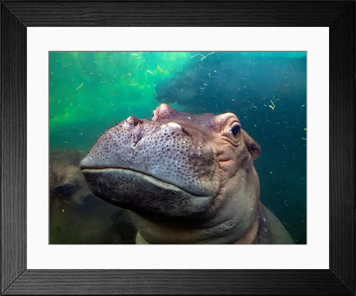 Framed Print : hippopotamus underwater hippo swimming close up looking at you