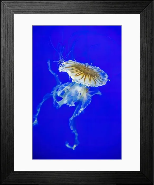Framed Print : Point Defiance Zoo & Aquarium, Tacoma Framed Print : Point Defiance Zoo & Aquarium, Tacoma