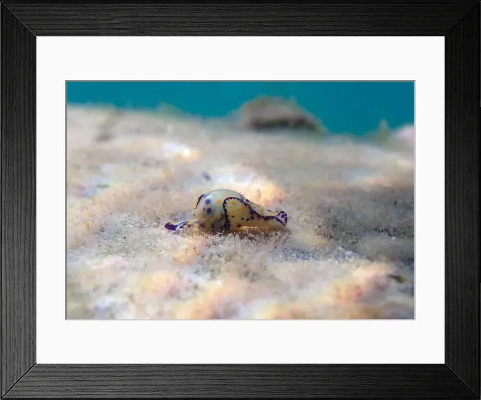 Framed Print : Colorful sea bubble snail - Haminoea cyanocaudata Framed Print : Colorful sea bubble snail - Haminoea cyanocaudata