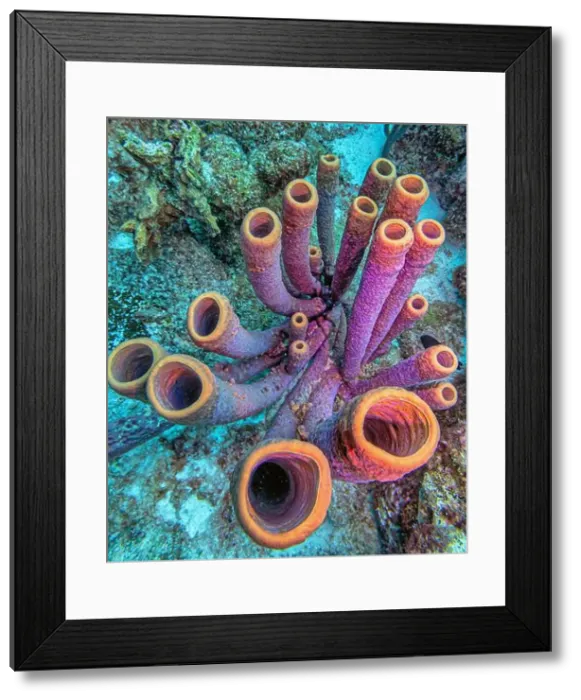 Framed Print : Callyspongia, Cladochalina, aculeata Framed Print : Callyspongia, Cladochalina, aculeata
