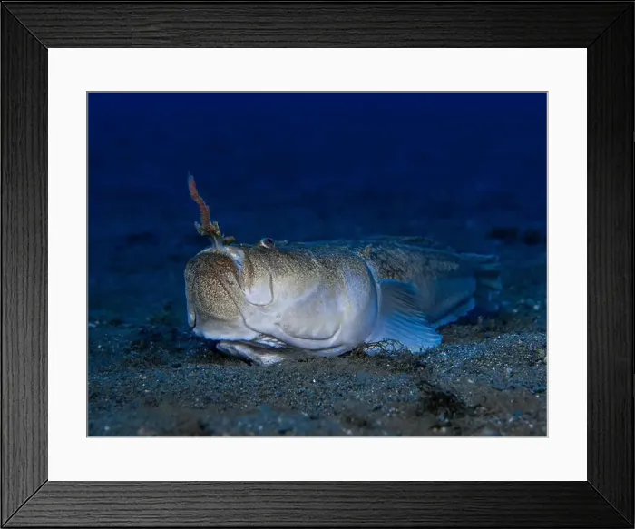 Framed Print : Uranoscopus scaber fish has got a bait ins his mouth that use hunt its preys Framed Print : Uranoscopus scaber fish has got a bait ins his mouth that use hunt its preys