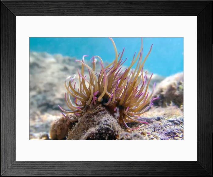 Framed Print : Mediterranean snakelocks sea anemone - Anemonia sulcata Framed Print : Mediterranean snakelocks sea anemone - Anemonia sulcata
