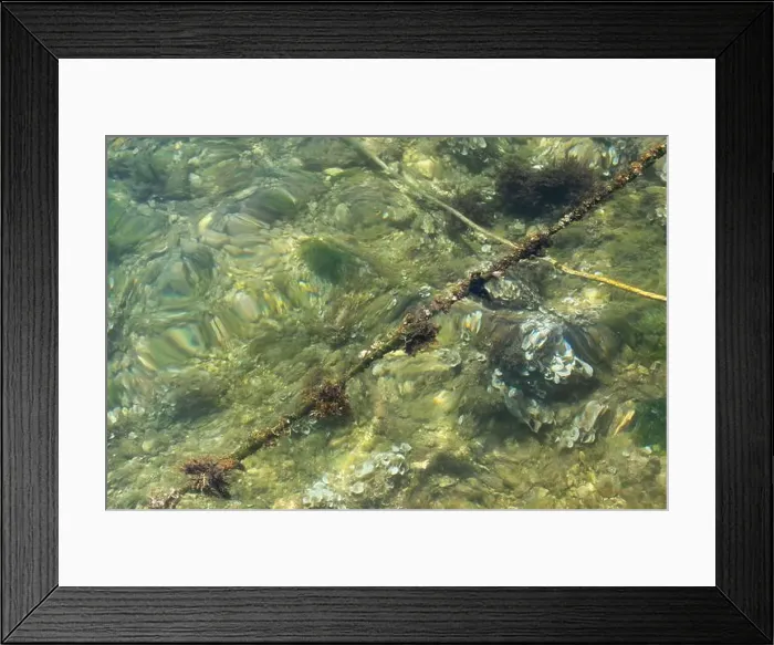 Framed Print : Underwater rope overgrown with sea creatures, algae and grass Framed Print : Underwater rope overgrown with sea creatures, algae and grass