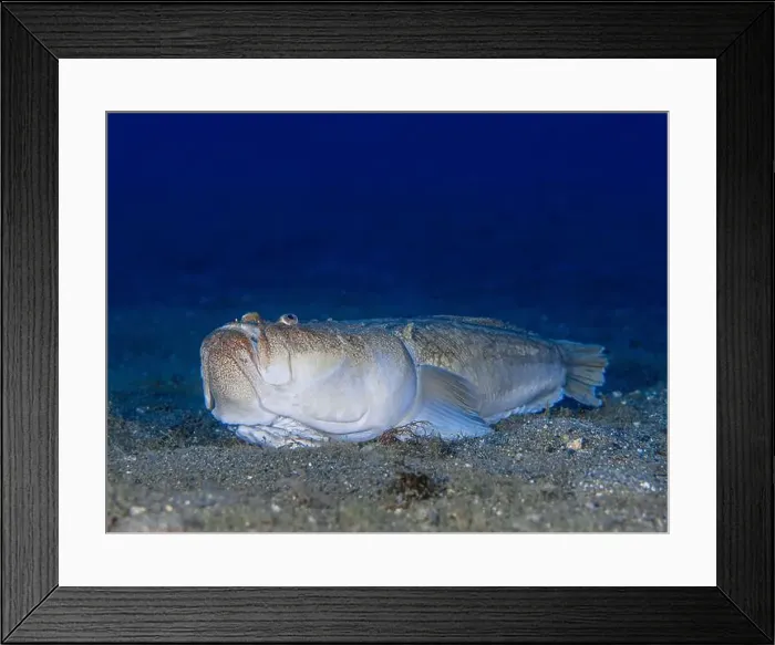 Framed Print : Uranoscopus scaber fish has got a bait ins his mouth that use hunt its preys Framed Print : Uranoscopus scaber fish has got a bait ins his mouth that use hunt its preys