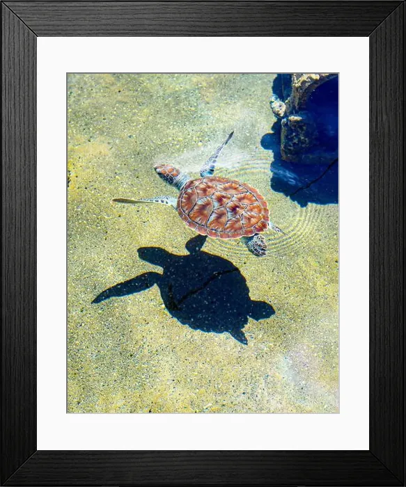 Framed Print : Juvenile Green Sea Turtle (Chelonia mydas) swimming in a shallow tank with its shadow below