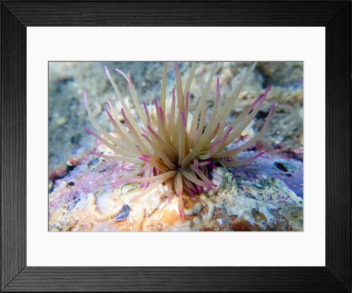 Framed Print : Mediterranean snakelocks sea anemone - Anemonia sulcata Framed Print : Mediterranean snakelocks sea anemone - Anemonia sulcata