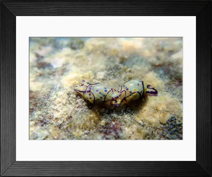 Framed Print : Colorful sea bubble snail - Haminoea cyanocaudata Framed Print : Colorful sea bubble snail - Haminoea cyanocaudata
