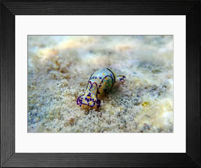 Framed Print : Colorful sea bubble snail - Haminoea cyanocaudata Framed Print : Colorful sea bubble snail - Haminoea cyanocaudata