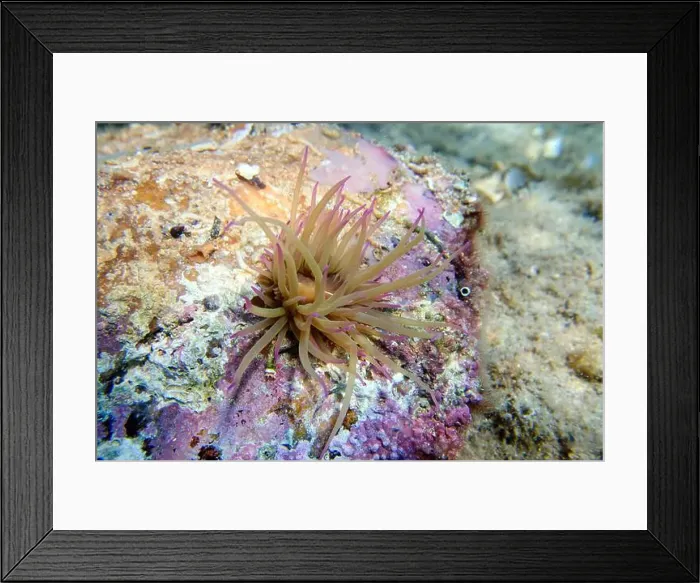 Framed Print : Mediterranean snakelocks sea anemone - Anemonia sulcata Framed Print : Mediterranean snakelocks sea anemone - Anemonia sulcata