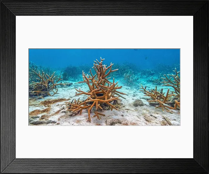 Framed Print : trumpetfishes are three species of highly specialized Framed Print : trumpetfishes are three species of highly specialized