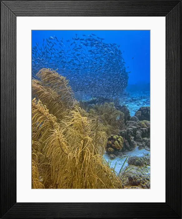 Framed Print : bait ball, or baitball of Jacks off the coast of the island of Bonaire Framed Print : bait ball, or baitball of Jacks off the coast of the island of Bonaire