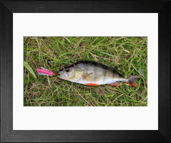 Framed Print : Fresh water fish perch hooked on spinning lure, fishing, catch and release, animals and wildlife, nature background Framed Print : Fresh water fish perch hooked on spinning lure, fishing, catch and release, animals and wildlife, nature background