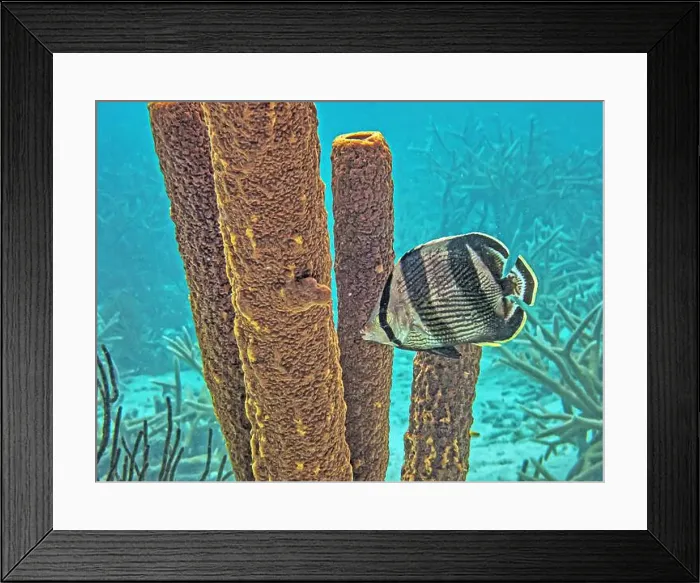 Framed Print : banded butterflyfish, Chaetodon striatus is a species of marine ray-finned fish, a butterflyfish Framed Print : banded butterflyfish, Chaetodon striatus is a species of marine ray-finned fish, a butterflyfish