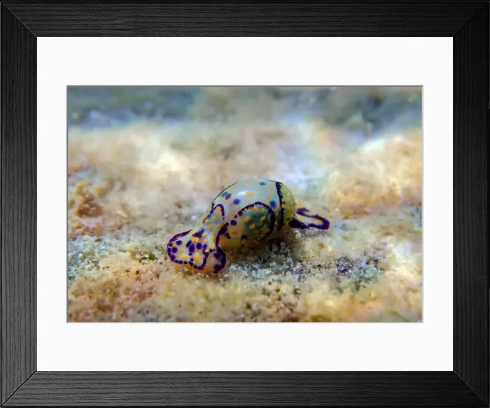 Framed Print : Colorful sea bubble snail - Haminoea cyanocaudata Framed Print : Colorful sea bubble snail - Haminoea cyanocaudata
