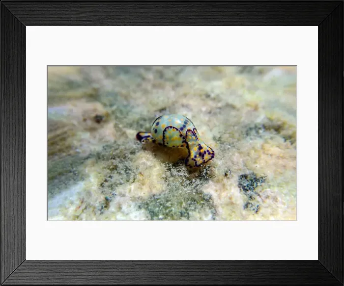 Framed Print : Colorful sea bubble snail - Haminoea cyanocaudata Framed Print : Colorful sea bubble snail - Haminoea cyanocaudata