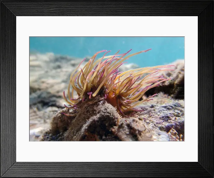 Framed Print : Mediterranean snakelocks sea anemone - Anemonia sulcata Framed Print : Mediterranean snakelocks sea anemone - Anemonia sulcata