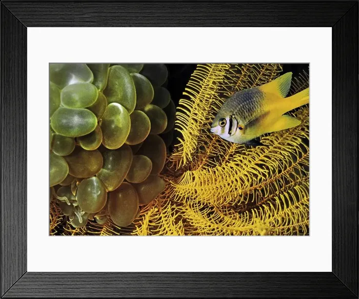 Framed Print : Bubble coral (Plerogyra), and feather star (Comatulida), Similan Islands (Ko Kao), Phuket, Thailand, Asia Framed Print : Bubble coral (Plerogyra), and feather star (Comatulida), Similan Islands (Ko Kao), Phuket, Thailand, Asia