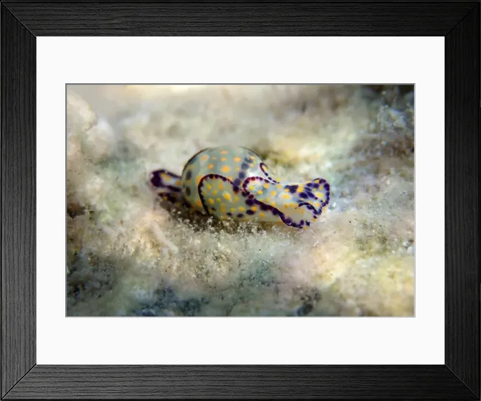 Framed Print : Colorful sea bubble snail - Haminoea cyanocaudata Framed Print : Colorful sea bubble snail - Haminoea cyanocaudata