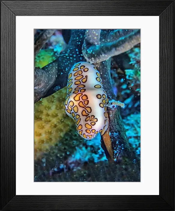 Framed Print : flamingo tongue snail, Cyphoma gibbosum is a species of small but brightly colored sea snail Framed Print : flamingo tongue snail, Cyphoma gibbosum is a species of small but brightly colored sea snail