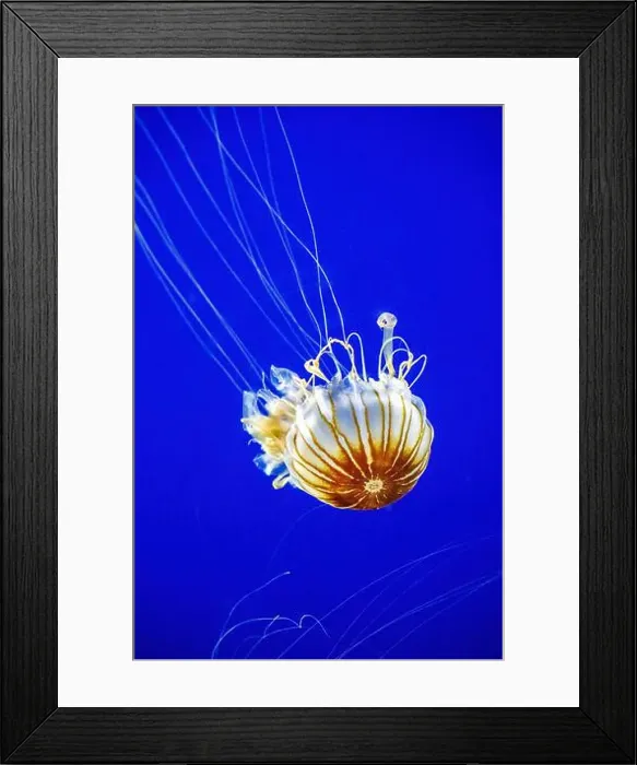 Framed Print : Point Defiance Zoo & Aquarium, Tacoma Framed Print : Point Defiance Zoo & Aquarium, Tacoma