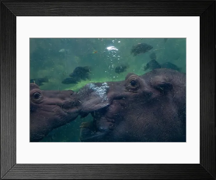Framed Print : baby and adult playing hippopotamus underwater hippo swimming close up looking at you Framed Print : baby and adult playing hippopotamus underwater hippo swimming close up looking at you