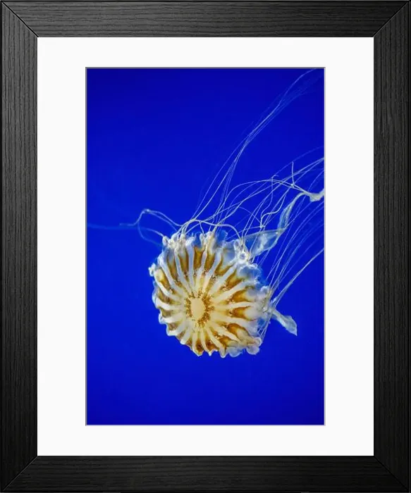 Framed Print : Point Defiance Zoo & Aquarium, Tacoma Framed Print : Point Defiance Zoo & Aquarium, Tacoma