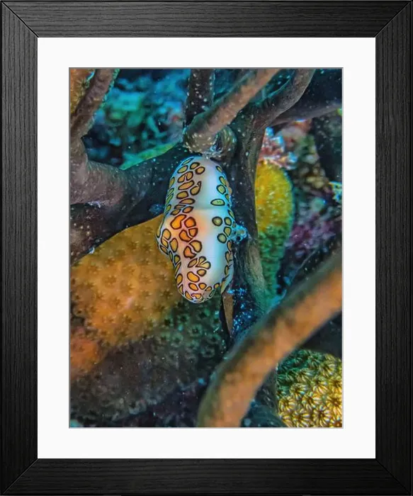 Framed Print : flamingo tongue snail, Cyphoma gibbosum is a species of small but brightly colored sea snail Framed Print : flamingo tongue snail, Cyphoma gibbosum is a species of small but brightly colored sea snail
