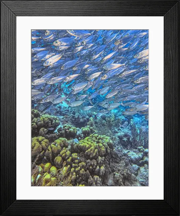 Framed Print : bait ball, or baitball of Jacks off the coast of the island of Bonaire Framed Print : bait ball, or baitball of Jacks off the coast of the island of Bonaire