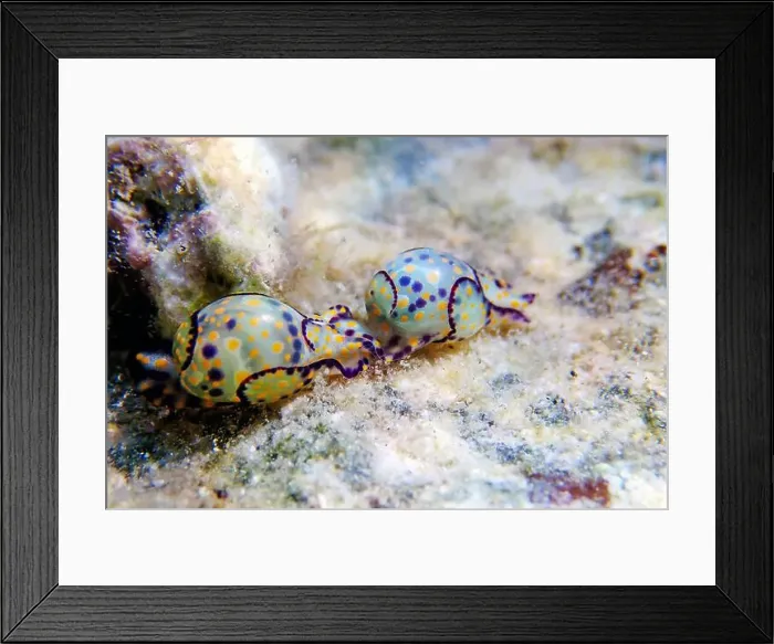 Framed Print : Colorful sea bubble snail - Haminoea cyanocaudata Framed Print : Colorful sea bubble snail - Haminoea cyanocaudata