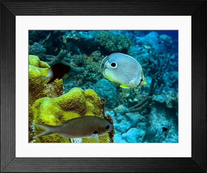 Framed Print : foureye butterflyfish, Chaetodon capistratus is a butterflyfish, family Chaetodontidae Framed Print : foureye butterflyfish, Chaetodon capistratus is a butterflyfish, family Chaetodontidae
