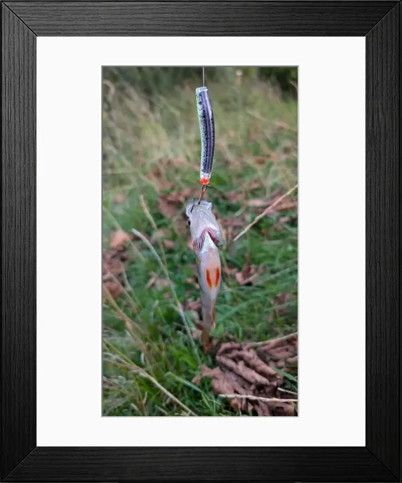Framed Print : Fresh water fish perch hooked on spinning lure, fishing, catch and release, animals and wildlife, nature background Framed Print : Fresh water fish perch hooked on spinning lure, fishing, catch and release, animals and wildlife, nature background