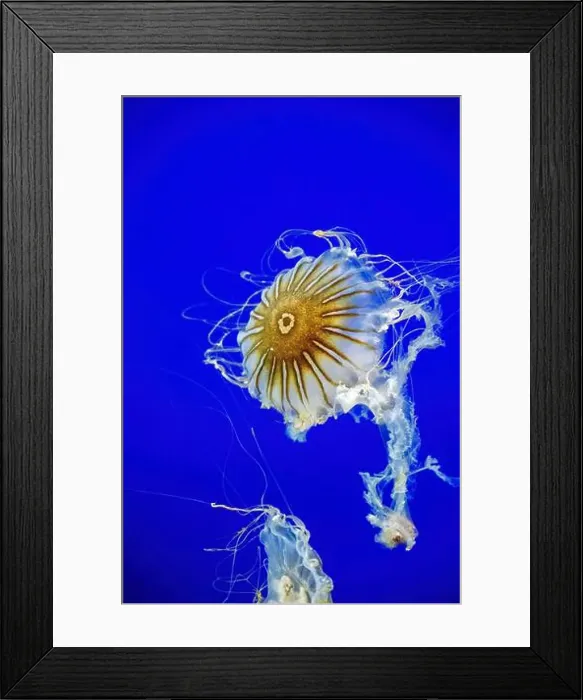 Framed Print : Point Defiance Zoo & Aquarium, Tacoma Framed Print : Point Defiance Zoo & Aquarium, Tacoma