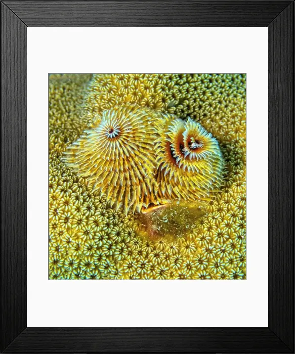 Framed Print : Spirobranchus giganteus, commonly known as Christmas tree worms Framed Print : Spirobranchus giganteus, commonly known as Christmas tree worms