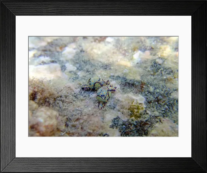 Framed Print : Colorful sea bubble snail - Haminoea cyanocaudata Framed Print : Colorful sea bubble snail - Haminoea cyanocaudata