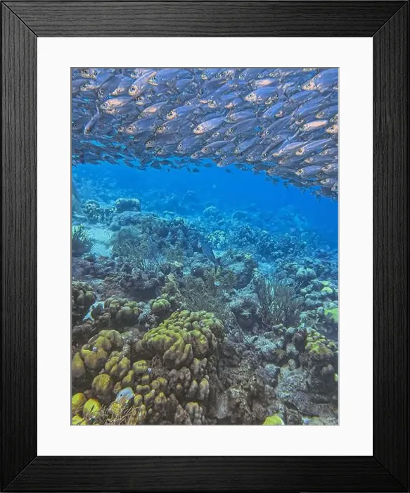 Framed Print : bait ball, or baitball of Jacks off the coast of the island of Bonaire