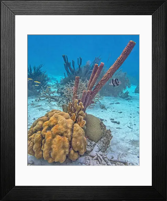 Framed Print : Caribbean coral reef off the coast of the island of Bonaire Framed Print : Caribbean coral reef off the coast of the island of Bonaire