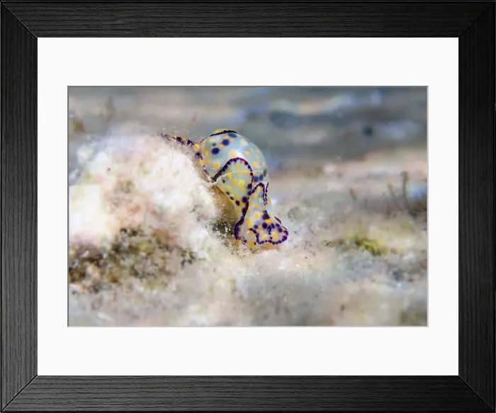 Framed Print : Colorful sea bubble snail - Haminoea cyanocaudata Framed Print : Colorful sea bubble snail - Haminoea cyanocaudata