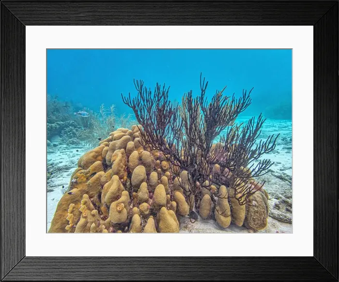 Framed Print : Caribbean coral reef off the coast of the island of Bonaire Framed Print : Caribbean coral reef off the coast of the island of Bonaire