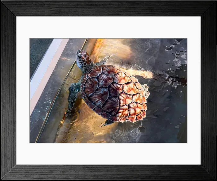 Framed Print : Juvenile Green Sea Turtle (Chelonia mydas) in the petting area at the Cayman Turtle Centre in Grand Cayman Framed Print : Juvenile Green Sea Turtle (Chelonia mydas) in the petting area at the Cayman Turtle Centre in Grand Cayman