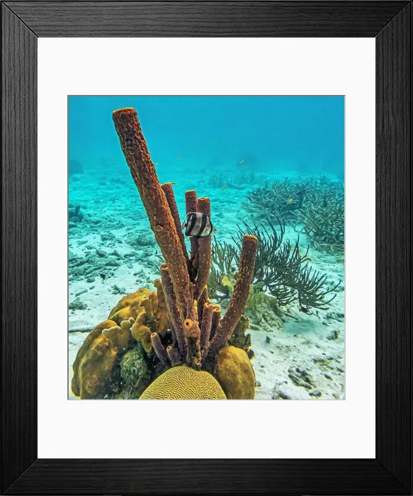 Framed Print : Caribbean coral reef off the coast of the island of Bonaire Framed Print : Caribbean coral reef off the coast of the island of Bonaire