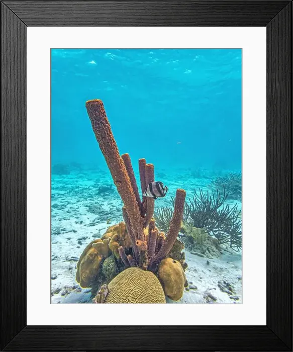 Framed Print : Caribbean coral reef off the coast of the island of Bonaire Framed Print : Caribbean coral reef off the coast of the island of Bonaire