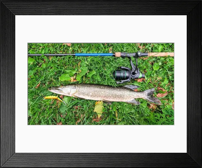 Framed Print : Fish pike caught on lure and fishing rod in Corrib river at Galway Framed Print : Fish pike caught on lure and fishing rod in Corrib river at Galway