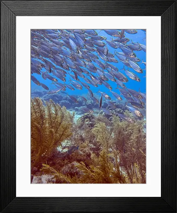 Framed Print : bait ball, or baitball of Jacks off the coast of the island of Bonaire Framed Print : bait ball, or baitball of Jacks off the coast of the island of Bonaire