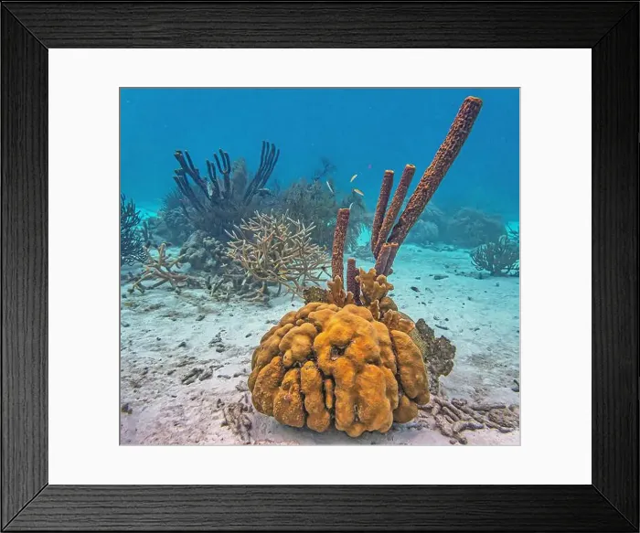 Framed Print : Caribbean coral reef off the coast of the island of Bonaire Framed Print : Caribbean coral reef off the coast of the island of Bonaire