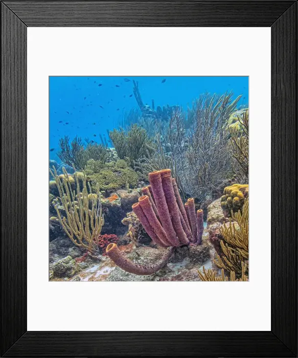 Framed Print : Callyspongia, Cladochalina, aculeata Framed Print : Callyspongia, Cladochalina, aculeata