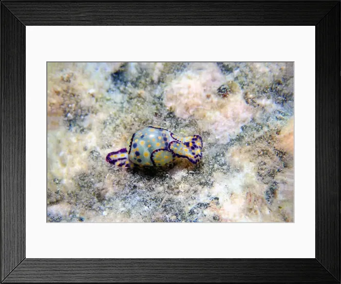 Framed Print : Colorful sea bubble snail - Haminoea cyanocaudata Framed Print : Colorful sea bubble snail - Haminoea cyanocaudata