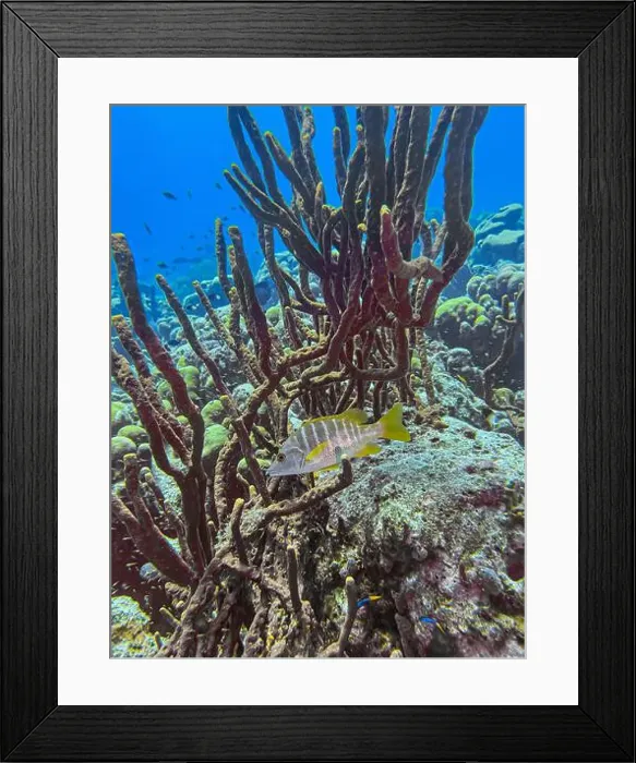 Framed Print : schoolmaster snapper, Lutjanus apodus Framed Print : schoolmaster snapper, Lutjanus apodus